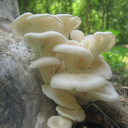 Oyster Mushroom Plug Spawn - (Pleurotus spp.)