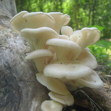 Load image into Gallery viewer, Oyster Mushroom Plug Spawn - (Pleurotus spp.)