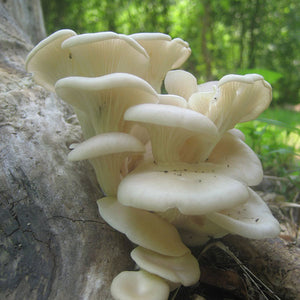 Oyster Mushroom Sawdust Spawn  - (Pleurotus spp.) - 5lb