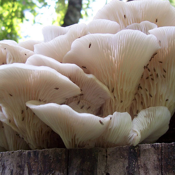 Oyster Mushroom Plug Spawn - (Pleurotus spp.)