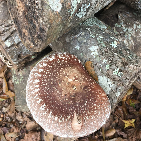 Shiitake Mushroom Sawdust Spawn - (Lentinula edodes) - 5lb