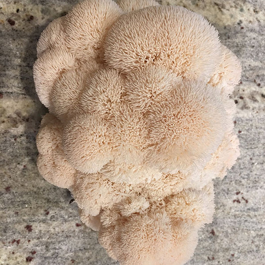 Lion's Mane Sawdust Spawn - (Hericium spp.) - 5lb