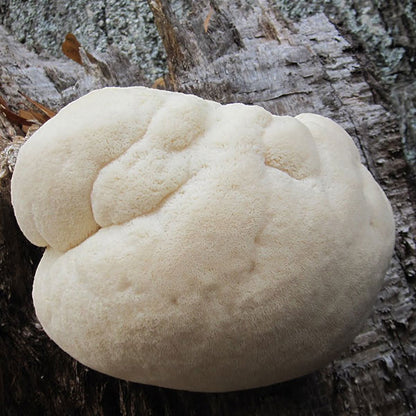 Lion's Mane Sawdust Spawn - (Hericium spp.) - 5lb