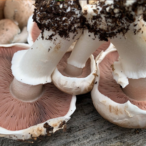 Portabella Mushroom Fruiting Kit