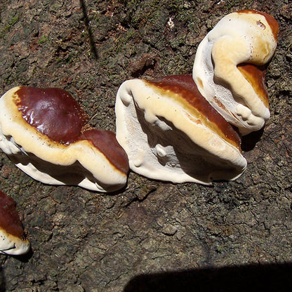 Reishi Mushroom Plugs - (Ganoderma spp.)