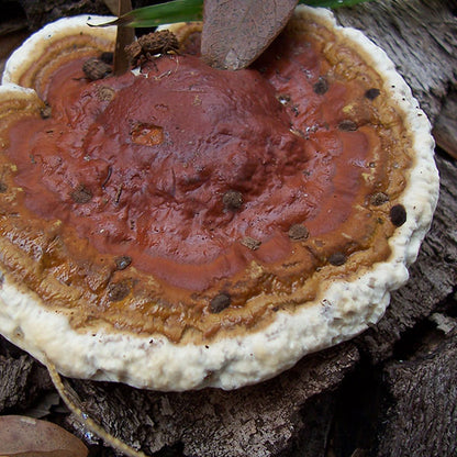 Reishi Mushroom Plugs - (Ganoderma spp.)