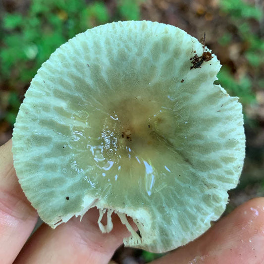 Mushroom Hunting Made Easy: Learn to Identify Edible Wild Mushrooms (Live Online Class)