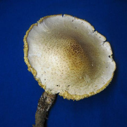 Scaly Lentinus “Train Wrecker” - (Neolentinus lepideus) Sawdust Spawn - 5lb