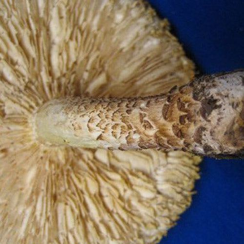 Scaly Lentinus “Train Wrecker” - (Neolentinus lepideus) Sawdust Spawn - 5lb