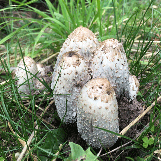 Shaggy Mane - (Coprinus comatus) Sawdust Spawn - 5lb