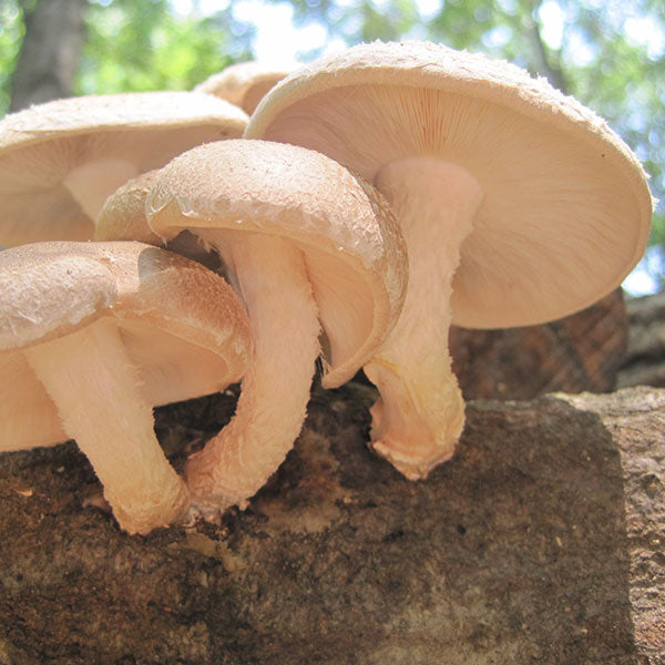 Shiitake Mushroom Sawdust Spawn - (Lentinula edodes) - 5lb