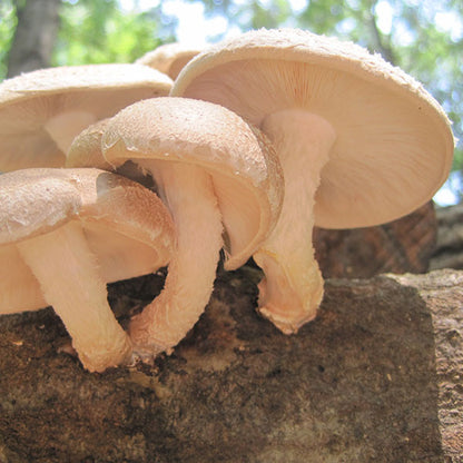 Shiitake Mushroom Sawdust Spawn - (Lentinula edodes) - 5lb