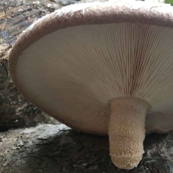 Shiitake Plug Spawn - (Lentinula edodes)