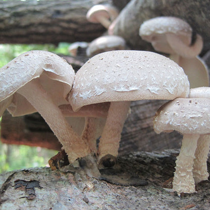 Shiitake Plug Spawn - (Lentinula edodes)