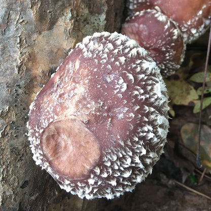 Shiitake Plug Spawn - (Lentinula edodes)