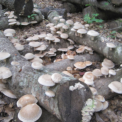 Shiitake Plug Spawn - (Lentinula edodes)