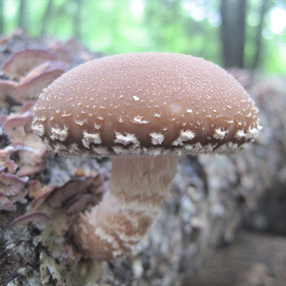 Shiitake Mushroom Sawdust Spawn - (Lentinula edodes) - 5lb