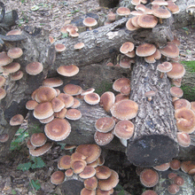 Load image into Gallery viewer, Fall Mushroom Cultivation Workshop - OCT 19, 2024