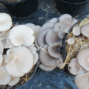 Oyster Mushroom Plug Spawn - (Pleurotus spp.)