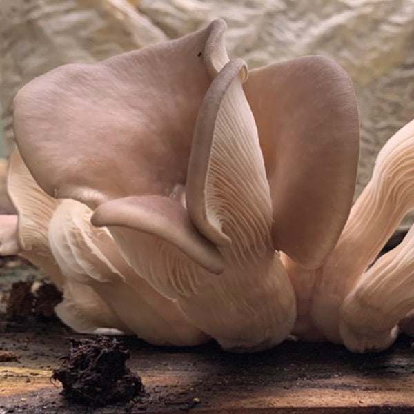 Oyster Mushroom Plug Spawn - (Pleurotus spp.)