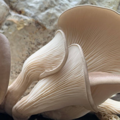 Oyster Mushroom Plug Spawn - (Pleurotus spp.)