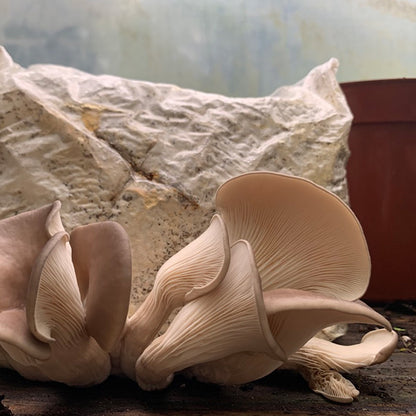 Oyster Mushroom Sawdust Spawn  - (Pleurotus spp.) - 5lb