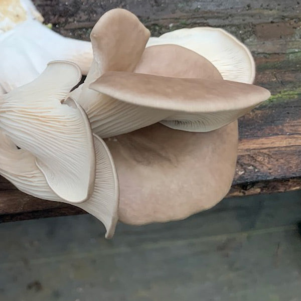 Oyster Mushroom Sawdust Spawn  - (Pleurotus spp.) - 5lb