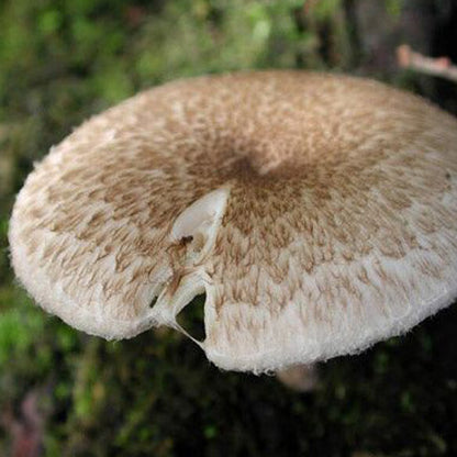 Tiger Sawgill Plug Spawn - (Lentinus tigrinus)