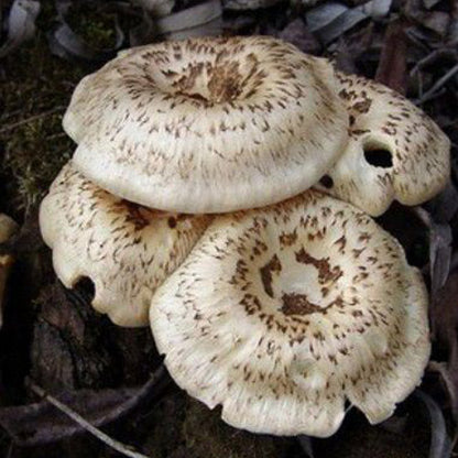 Tiger Sawgill Plug Spawn - (Lentinus tigrinus)