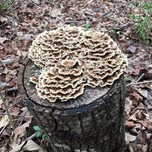 Turkey Tail Plugs - (Trametes versicolor)