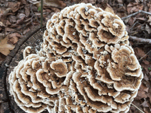 Load image into Gallery viewer, DRIED TURKEY TAIL POWDER