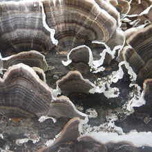 Load image into Gallery viewer, Turkey Tail  Sawdust Spawn- (Trametes versicolor) - 5lb