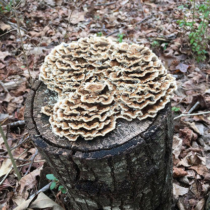 Turkey Tail  Sawdust Spawn- (Trametes versicolor) - 5lb