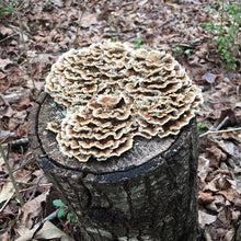 Load image into Gallery viewer, Turkey Tail  Sawdust Spawn- (Trametes versicolor) - 5lb