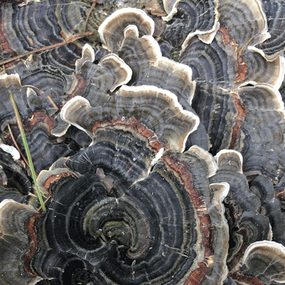 DRIED TURKEY TAIL POWDER