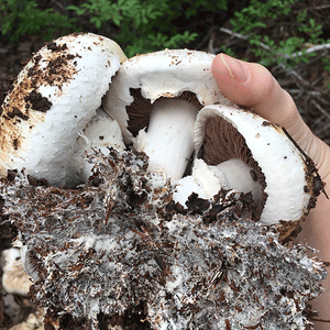 White Button Mushroom Fruiting Kit