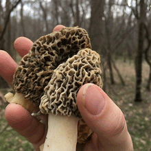 Load image into Gallery viewer, Wild Mushroom Food Safety Certification  - Virginia - AUG 12-13, 2023
