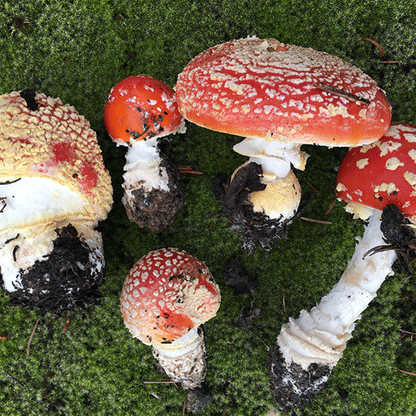 Wild Mushroom Foraging Certification Course (NH, VT) – 5-Year State-Approved Permit Training - Oct 11, 2026